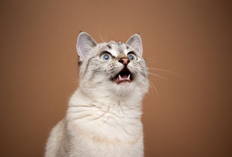 What Is Cat Chattering & Why Do Cats Do It