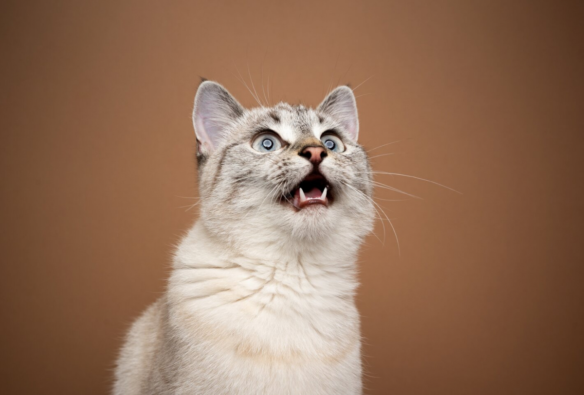 What Is Cat Chattering & Why Do Cats Do It 