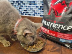 cat eating the product of nutrience