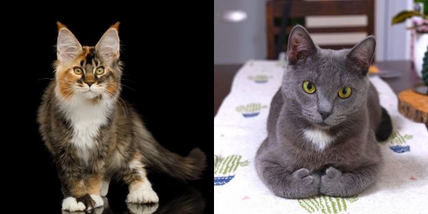 Types of polydactyl store cats