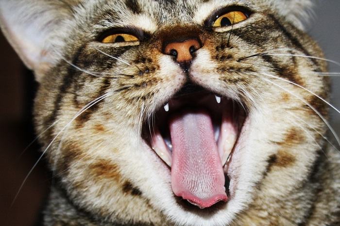 Close-up of a cat's tongue showing its unique textured surface covered in tiny spines called papillae.