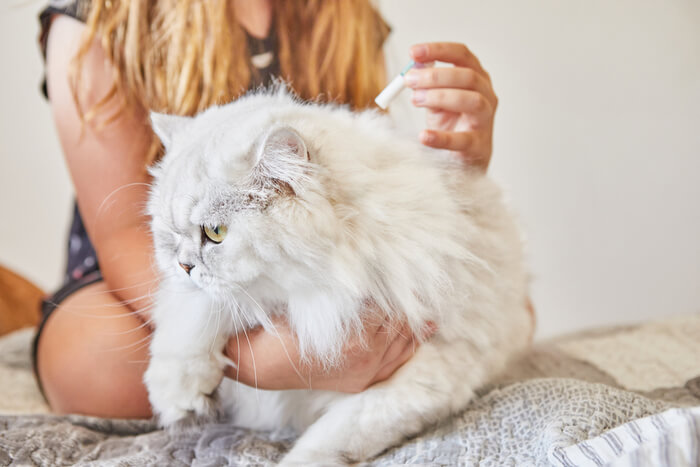 owner applying “spot-on” flea treatment in a cat