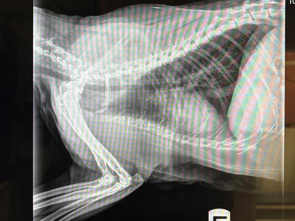 Bart Lateral Thorax