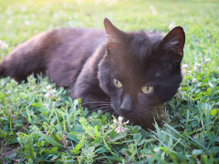 Black Short Hair Cat Laying Outside in Grass