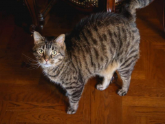 Brown Short Hair Tabby Cat Indoor At Home
