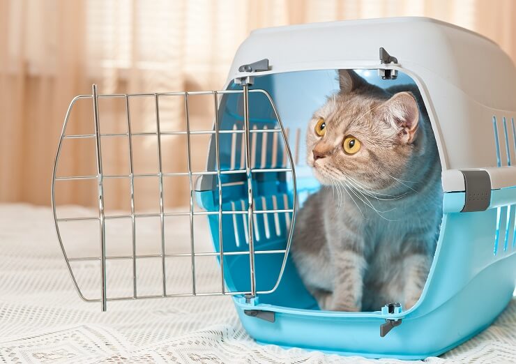 cat sitting in a carrier