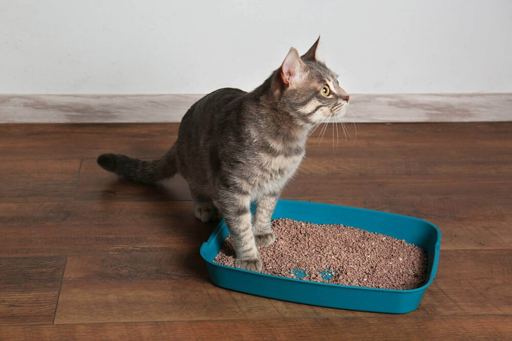 Assortment of cat litter boxes in various styles. The image displays a collection of different cat litter boxes, highlighting options available for feline hygiene and comfort.