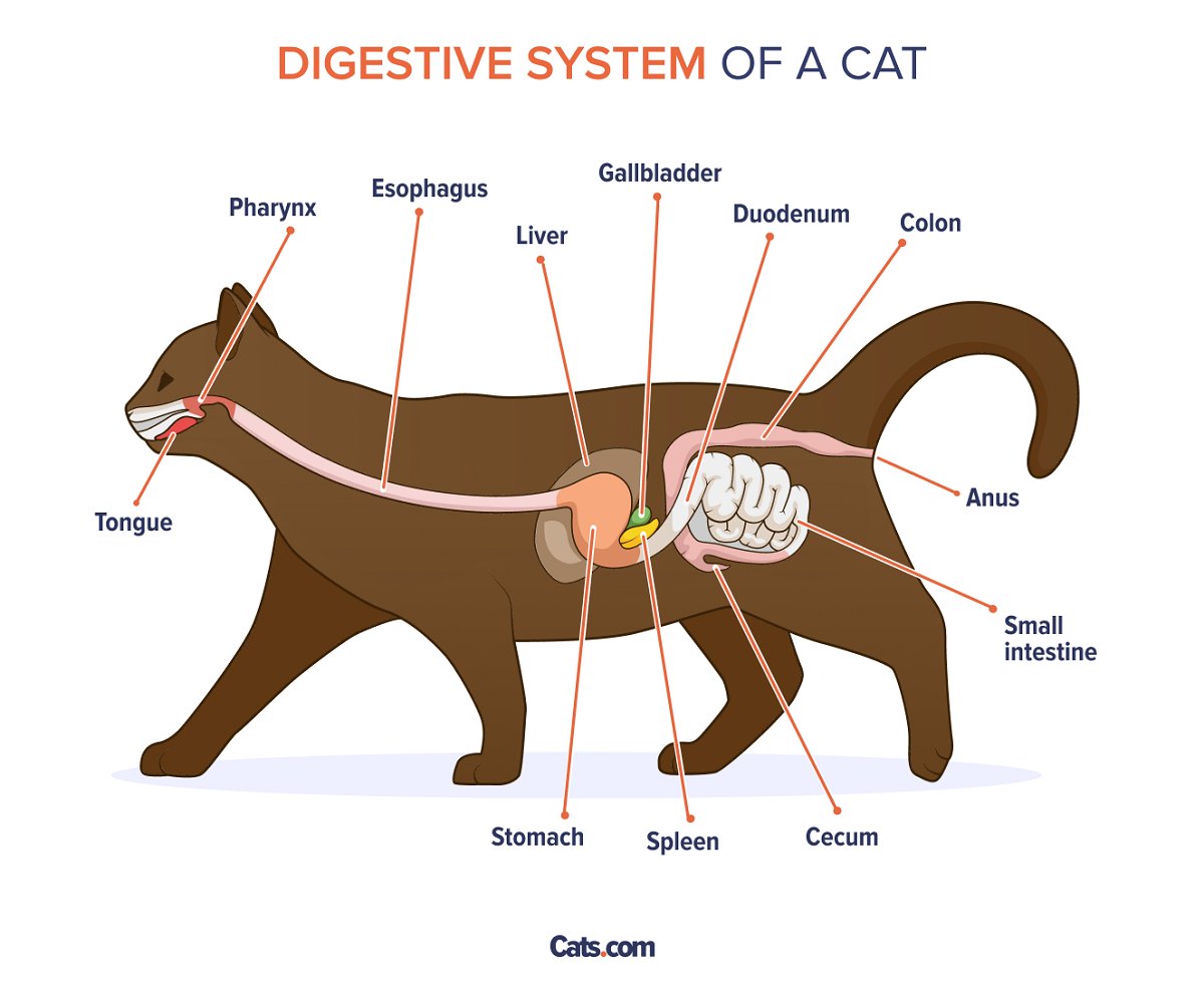 Anatomy of the Digestive Tract in Cats