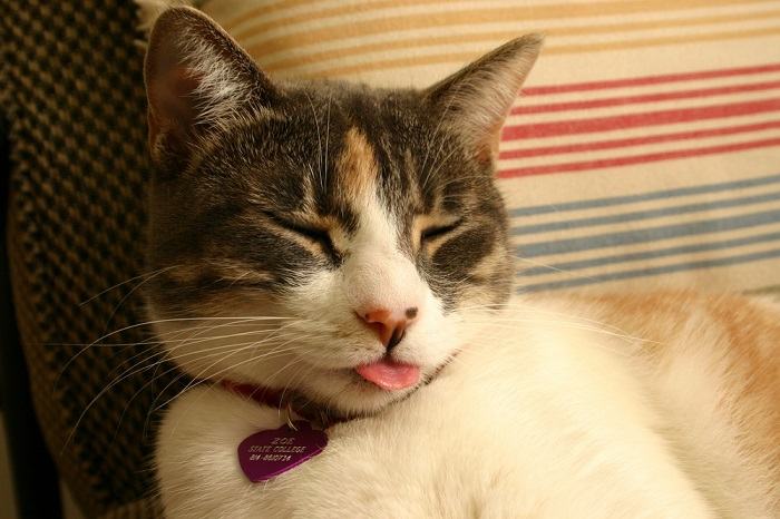 Exploring the role of a cat's tongue in causing hairballs.