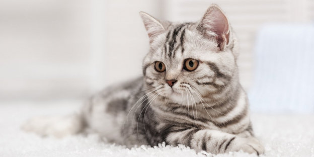 250 Coolest And Cutest Cat Names