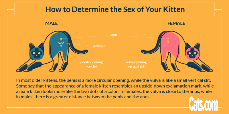 Determining The Sex Of Kittens