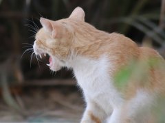 cat showing his teeth