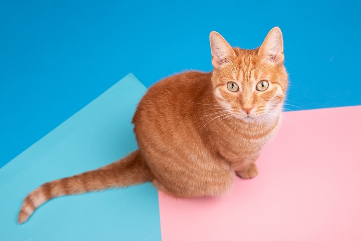 Image of a funky and stylishly dressed cat with a unique and colorful appearance.