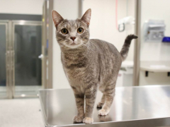 GoodVets Cat At Vet