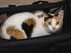 GoodVets Cat At Vet