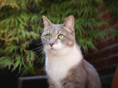Grey & White Short Hair Tuxedo & Brown Tabby Cats Outside Outdoors