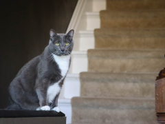 Grey & White Short Hair Tuxedo Cat Indoor At Home