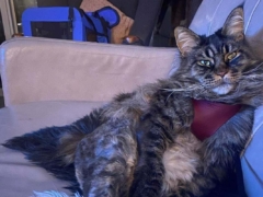 Harness and leash train your cat before an injury