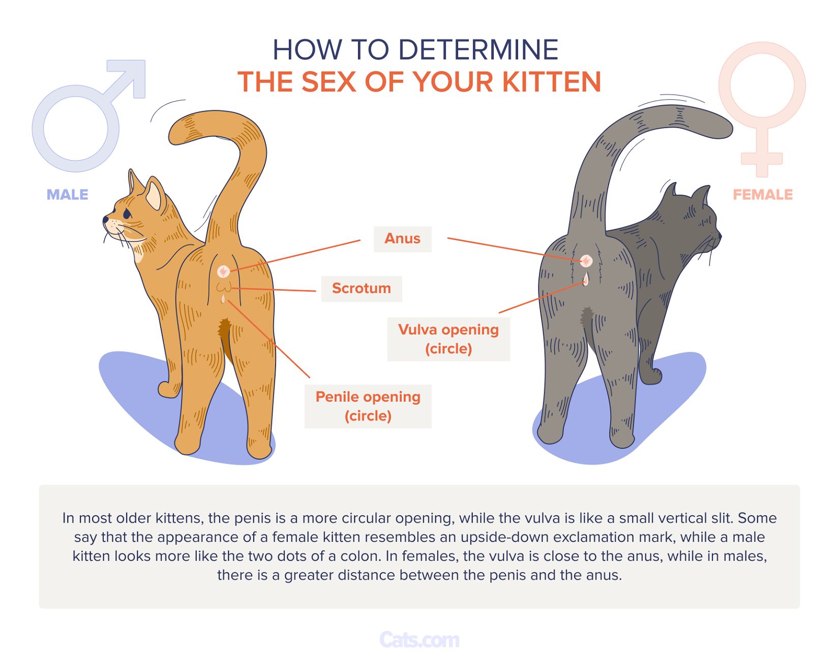 Determining the Sex of Kittens