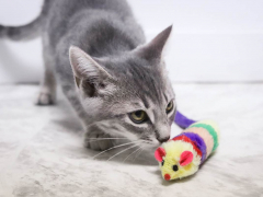 Kittens playing