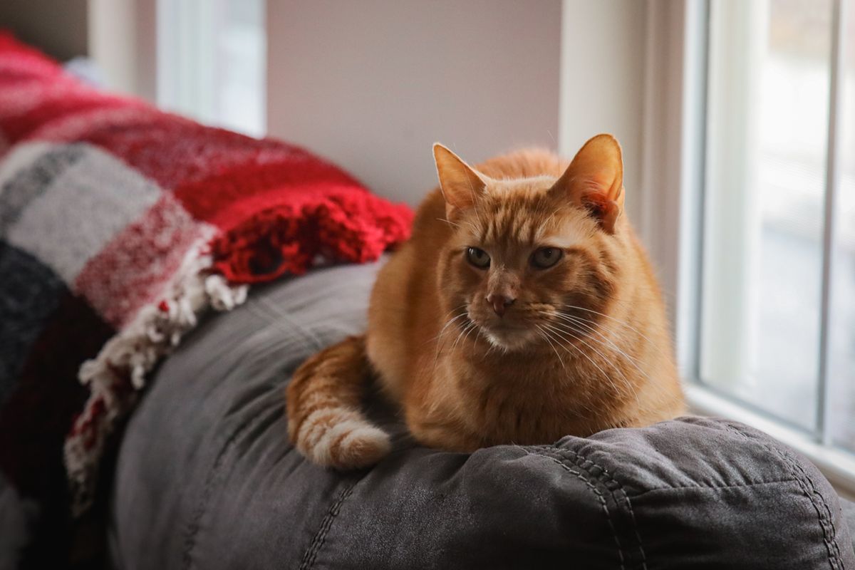 Orange Short Hair Tabby Cat Laying On Couch Looking Out Window At Winter Snow-12-compressed