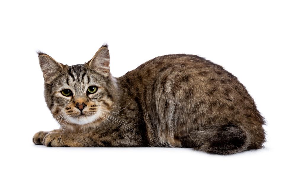 Pixie Bob cat kitten