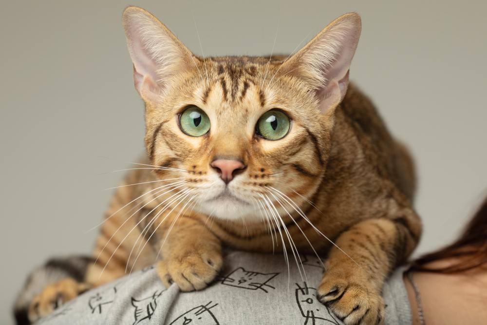 Serengeti cat on a grey background