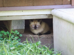 Siamese Cat Kittens Eating Wet Dry Food