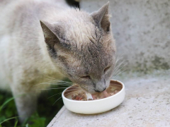 Siamese Cat Kittens Eating Wet Dry Food