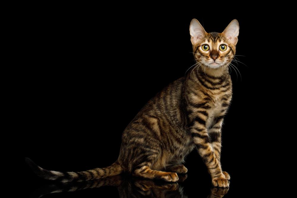 Toyger Cat Sitting on isolated Black Background