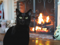 Winter Cats