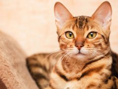 Captivating image of a Bengal cat, displaying its captivating rosette markings and vibrant coat, capturing the breed's distinctive and alluring appearance.