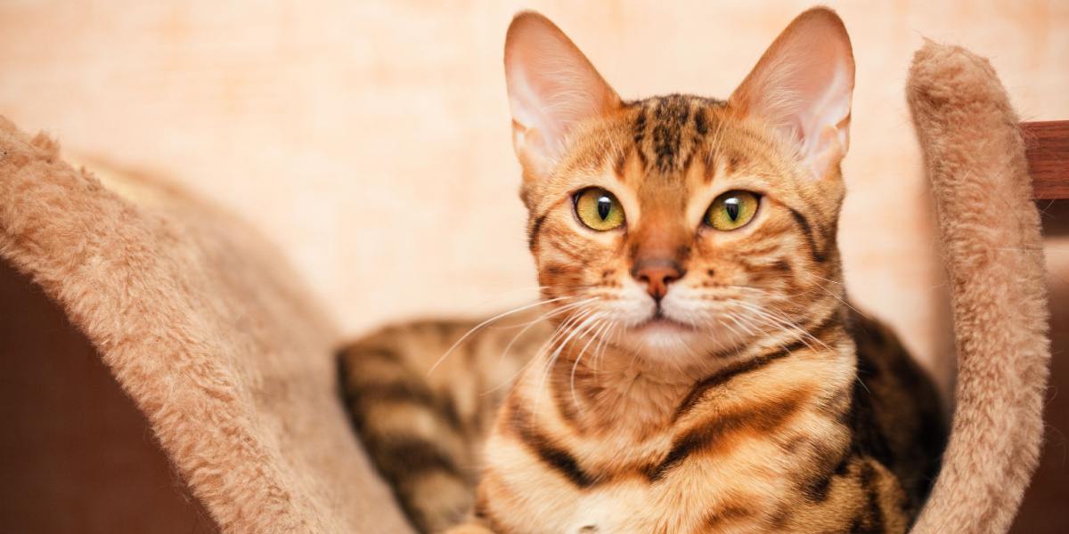 Captivating image of a Bengal cat, displaying its captivating rosette markings and vibrant coat, capturing the breed's distinctive and alluring appearance.