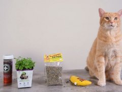 best catnip products
