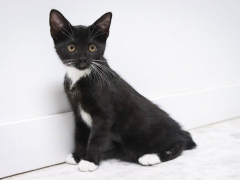 black kitten