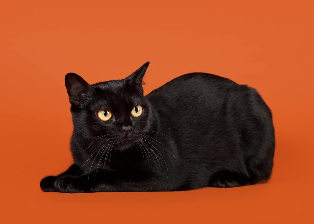 black traditional bombay cat