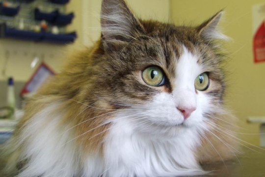 Bone Marrow Disease in Cats: Causes, Symptoms, and Treatment