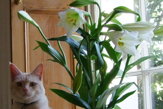 10 Poisonous Plants for Cats to Watch Out For