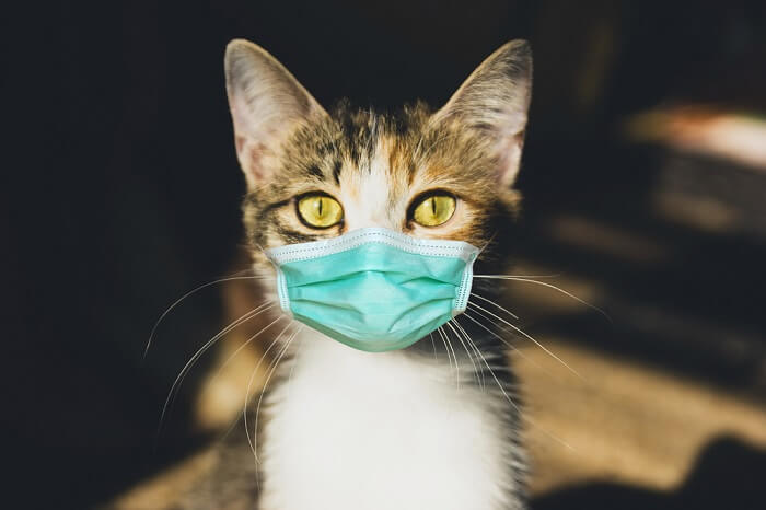 Coronavirus In Cats (Covid-19): Causes, Symptoms, & Treatment