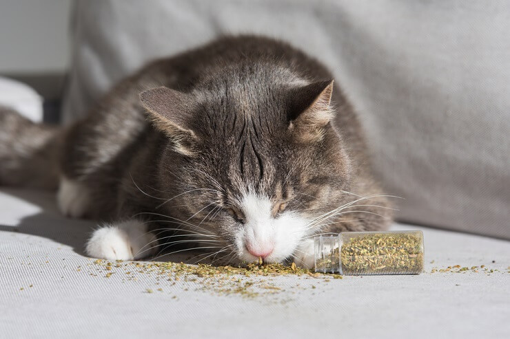 Best catnip shop in the world