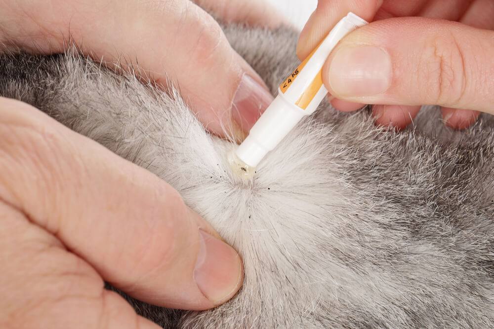 applying “spot-on” flea treatment in a cat