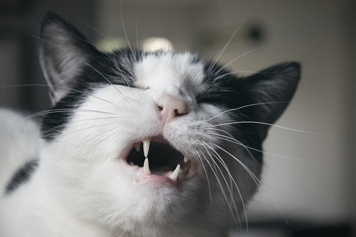 The image portrays a cat in evident discomfort or pain.