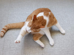 cat licking self