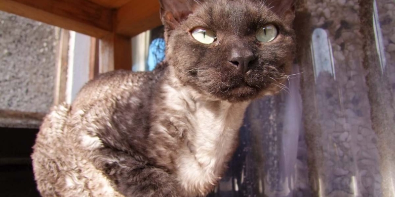 cat outside looking at the camera