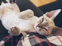 cat-stomache