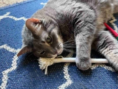 cat sucking toy