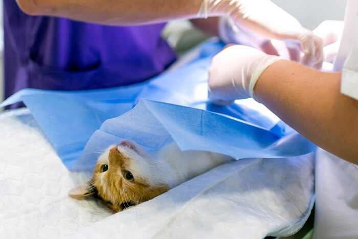 Cat undergoing surgery