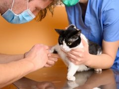 cat-with-Benazepril