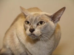 curious looking cat