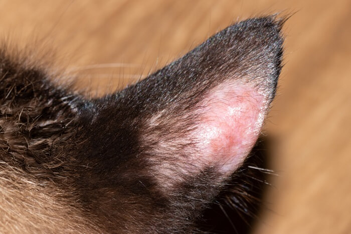 Hairless lesion on a cat's ear